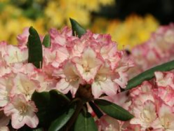 Rhododendron 'Minikin', 25-30 cm, Rhododendron yakushimanum 'Minikin', Containerware von Rhododendron yakushimanum 'Minikin'
