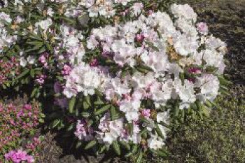 Rhododendron 'Mist Maiden', 20-25 cm, Rhododendron yakushimanum 'Mist Maiden', Containerware von Rhododendron yakushimanum 'Mist Maiden'