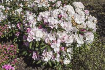 Rhododendron 'Mist Maiden', 30-40 cm, Rhododendron yakushimanum 'Mist Maiden', Containerware von Rhododendron yakushimanum 'Mist Maiden'