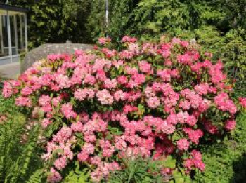 Rhododendron 'Morgenrot', Stamm 80 cm, Rhododendron yakushimanum 'Morgenrot', Stämmchen von Rhododendron yakushimanum 'Morgenrot'