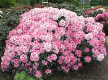 Rhododendron 'Nicoletta' (S), 25-30 cm, Rhododendron yakushimanum 'Nicoletta' (S), Containerware von Rhododendron yakushimanum 'Nicoletta' (S)