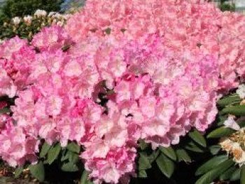 Rhododendron 'Polaris', 30-40 cm, Rhododendron yakushimanum 'Polaris', Containerware von Rhododendron yakushimanum 'Polaris'