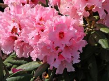 Rhododendron 'Principessa', 25-30 cm, Rhododendron yakushimanum 'Principessa', Containerware von Rhododendron yakushimanum 'Principessa'