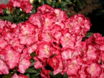 Rhododendron 'Priscilla', 25-30 cm, Rhododendron yakushimanum 'Priscilla', Containerware von Rhododendron yakushimanum 'Priscilla'
