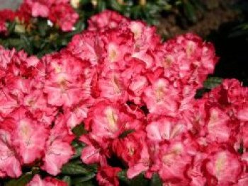Rhododendron 'Priscilla', 30-40 cm, Rhododendron yakushimanum 'Priscilla', Containerware von Rhododendron yakushimanum 'Priscilla'