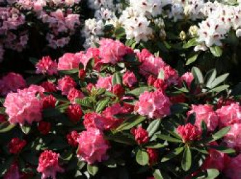 Rhododendron 'Rendezvous', 20-25 cm, Rhododendron yakushimanum 'Rendezvous', Containerware von Rhododendron yakushimanum 'Rendezvous'