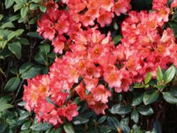 Rhododendron 'Sasonade', 20-30 cm, Rhododendron yakushimanum 'Sasonade', Containerware von Rhododendron yakushimanum 'Sasonade'