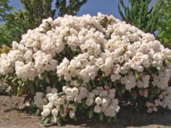 Rhododendron 'Schneekissen', 25-30 cm, Rhododendron yakushimanum 'Schneekissen', Containerware von Rhododendron yakushimanum 'Schneekissen'