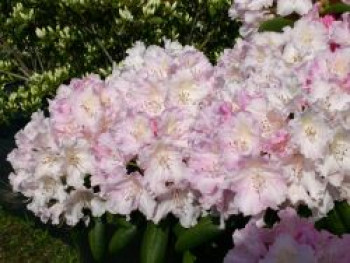 Rhododendron 'Schneekrone', 20-25 cm, Rhododendron yakushimanum 'Schneekrone', Containerware von Rhododendron yakushimanum 'Schneekrone'