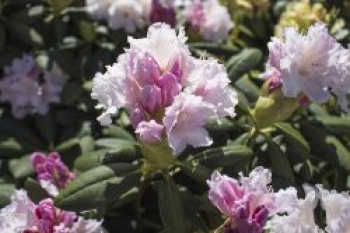 Rhododendron 'Schneewolke', 25-30 cm, Rhododendron yakushimanum 'Schneewolke', Containerware von Rhododendron yakushimanum 'Schneewolke'