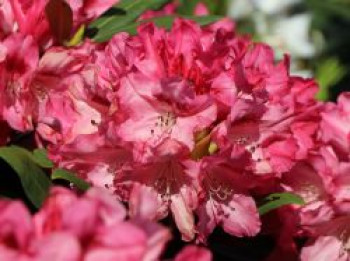 Rhododendron 'Sneezy', 30-40 cm, Rhododendron yakushimanum 'Sneezy', Containerware von Rhododendron yakushimanum 'Sneezy'