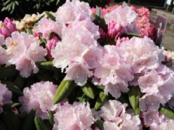 Rhododendron 'Trinity', 25-30 cm, Rhododendron yakushimanum 'Trinity', Containerware von Rhododendron yakushimanum 'Trinity'