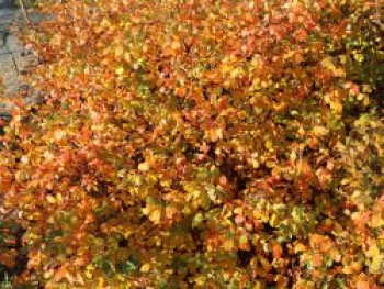 Duft-Essigbaum 'Grow Low', Rhus aromatica 'Grow Low', Topfware von Rhus aromatica 'Grow Low'