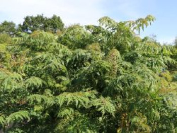 Geschlitzter Essigbaum 'Laciniata', 40-60 cm, Rhus glabra 'Laciniata', Containerware Geschlitzter Essigbaum 'Laciniata', 40-60 cm, Rhus glabra 'Laciniata', Containerware von Rhus glabra 'Laciniata'