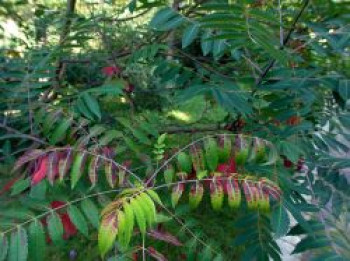 Kahler Essigbaum / Scharlach-Sumach / Glatter Sumach, 30-40 cm, Rhus glabra, Containerware von Rhus glabra