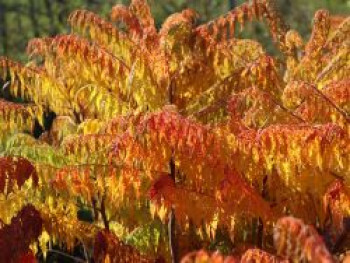 Farnwedel-Essigbaum 'Dissecta', 80-100 cm, Rhus typhina 'Dissecta', Containerware von Rhus typhina 'Dissecta'
