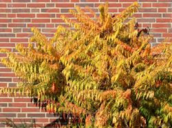 Gelbgrüner Essigbaum / Hirschkolben-Sumach 'Tiger Eyes' ®, 100-125 cm, Rhus typhina 'Tiger Eyes' ®, Containerware XXL von Rhus typhina 'Tiger Eyes' ®