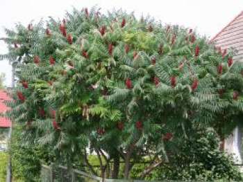 Essigbaum / Hirschkolben-Sumach, 40-60 cm, Rhus typhina, Containerware von Rhus typhina