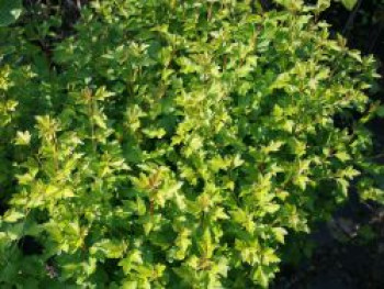 Alpen-Johannisbeere, 40-60 cm, Ribes alpinum, Containerware von Ribes alpinum