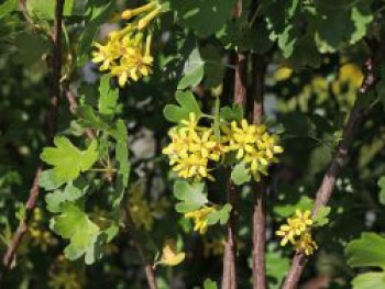 Goldjohannisbeere, 60-100 cm, Ribes aureum, Wurzelware Goldjohannisbeere, 60-100 cm, Ribes aureum, Wurzelware von Ribes aureum