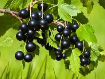 Schwarze Johannisbeere 'Andega', 30-40 cm, Ribes nigrum 'Andega', Containerware von Ribes nigrum 'Andega'