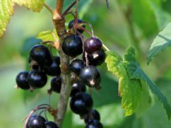 Schwarze Johannisbeere 'Ben Sarek', 30-40 cm, Ribes nigrum 'Ben Sarek', Containerware von Ribes nigrum 'Ben Sarek'