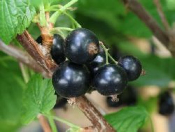 Schwarze Johannisbeere 'Ben Tirran', 40-60 cm, Ribes nigrum 'Ben Tirran', Containerware von Ribes nigrum 'Ben Tirran'