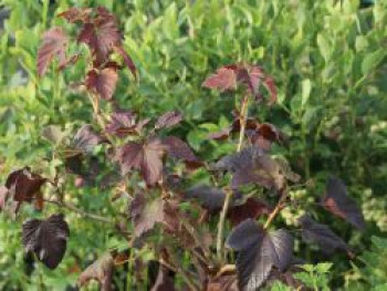 Schwarze Johannisbeere 'Black'n'Red' ®, 30-40 cm, Ribes nigrum 'Black'n'Red' ®, Containerware von Ribes nigrum 'Black'n'Red' ®