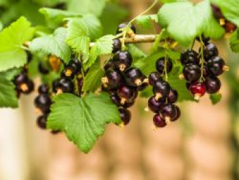 Johannisbeere 'Bona', 30-40 cm, Ribes nigrum 'Bona', Containerware von Ribes nigrum 'Bona'