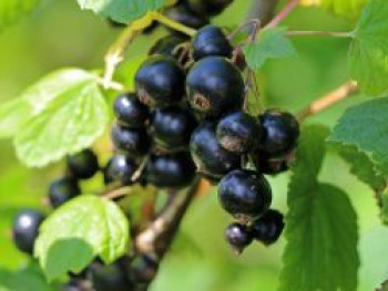 Schwarze Johannisbeere 'Dr. Bauer's Ometa' ®, 40-60 cm, Ribes nigrum 'Dr. Bauer's Ometa' ®, Containerware von Ribes nigrum 'Dr. Bauer's Ometa' ®