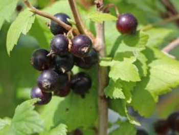Schwarze Johannisbeere 'Hedda', Stamm 90 cm, 120 cm, Ribes nigrum 'Hedda', Stämmchen von Ribes nigrum 'Hedda'