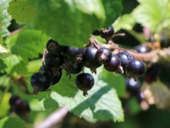 Schwarze Johannisbeere Lowberry ® 'Little Black Sugar' ®, 40-60 cm, Ribes nigrum Lowberry ® 'Little Black Sugar' ®, Containerware von Ribes nigrum Lowberry ® 'Little Black Sugar' ®