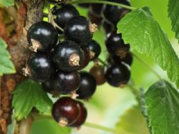 Schwarze Johannisbeere 'Öjebyn', 30-40 cm, Ribes nigrum 'Öjebyn', Containerware von Ribes nigrum 'Öjebyn'