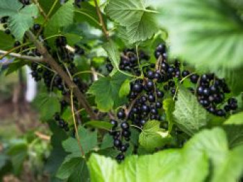 Schwarze Johannisbeere 'Rosenthals Langtraubige', 20-30 cm, Ribes nigrum 'Rosenthals Langtraubige', Containerware von Ribes nigrum 'Rosenthals Langtraubige'