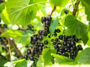 Schwarze Johannisbeere 'Silvergieters Schwarze', 20-30 cm, Ribes nigrum 'Silvergieters Schwarze', Containerware von Ribes nigrum 'Silvergieters Schwarze'