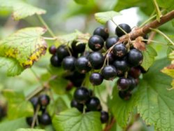 Schwarze Johannisbeere 'Tenah', Stamm 80 cm, 100-125 cm, Ribes nigrum 'Tenah', Stämmchen Schwarze Johannisbeere 'Tenah', Stamm 80 cm, 100-125 cm, Ribes nigrum 'Tenah', Stämmchen von Ribes nigrum 'Tenah'