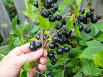 Schwarze Johannisbeere 'Tsema', 10-20 cm, Ribes nigrum 'Tsema', Topfware von Ribes nigrum 'Tsema'