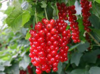 Rote Johannisbeere 'Detvan', 30-40 cm, Ribes rubrum 'Detvan', Containerware von Ribes rubrum 'Detvan'
