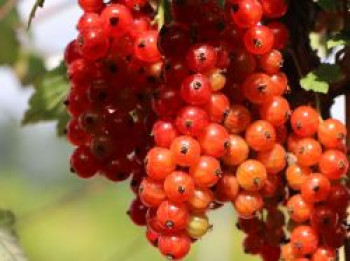 Rote Johannisbeere 'Heinemanns Rote Spätlese', Stamm 40-50 cm, 80-100 cm, Ribes rubrum 'Heinemanns Rote Spätlese', Stämmchen von Ribes rubrum 'Heinemanns Rote Spätlese'