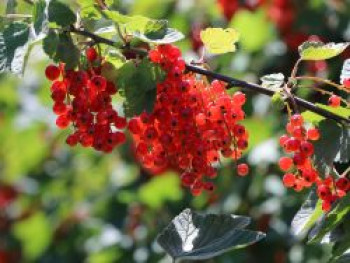 Rote Johannisbeere 'Jonkheer van Tets', 20-30 cm, Ribes rubrum 'Jonkheer van Tets', Containerware von Ribes rubrum 'Jonkheer van Tets'