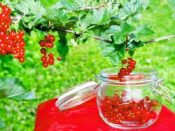 Rote Johannisbeere 'Junifer', Stamm 70-80 cm, Ribes rubrum 'Junifer', Stämmchen von Ribes rubrum 'Junifer'