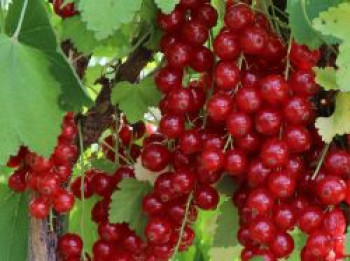 Rote Johannisbeere 'Rolan', 10-20 cm, Ribes rubrum 'Rolan', Topfware von Ribes rubrum 'Rolan'
