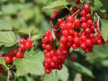 Rote Johannisbeere 'Rondom', 10-20 cm, Ribes rubrum 'Rondom', Topfware von Ribes rubrum 'Rondom'