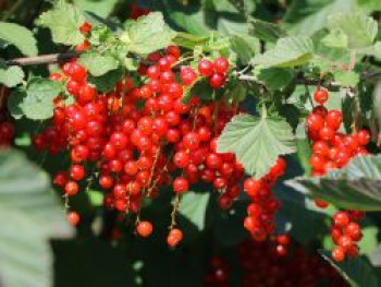 Rote Johannisbeere 'Rosetta', 10-20 cm, Ribes rubrum 'Rosetta', Topfware von Ribes rubrum 'Rosetta'
