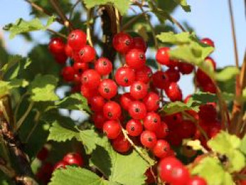 Rote Johannisbeere 'Rotet', 30-40 cm, Ribes rubrum 'Rotet', Containerware von Ribes rubrum 'Rotet'