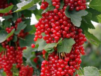 Rote Johannisbeere 'Rovada', Stamm 40-50 cm, 60-100 cm, Ribes rubrum 'Rovada', Stämmchen von Ribes rubrum 'Rovada'