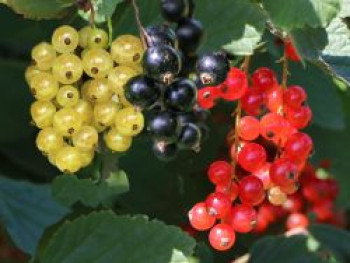 Johannisbeere 'Trio', 40-60 cm, Ribes rubrum 'Trio', Containerware von Ribes rubrum 'Trio'