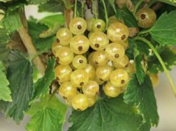 Weiße Johannisbeere 'Weiße Langtraubige', 30-40 cm, Ribes rubrum 'Weiße Langtraubige', Containerware von Ribes rubrum 'Weiße Langtraubige'