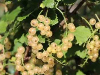 Weiße Johannisbeere 'Weiße Versailler', 30-40 cm, Ribes rubrum 'Weiße Versailler', Containerware Weiße Johannisbeere 'Weiße Versailler', 30-40 cm, Ribes rubrum 'Weiße Versailler', Containerware von Ribes rubrum 'Weiße Versailler'