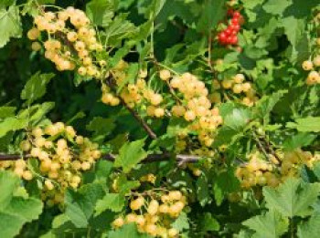 Weiße Johannisbeere 'Werdavia', Stamm 50-60 cm, Ribes rubrum 'Werdavia', Stämmchen von Ribes rubrum 'Werdavia'